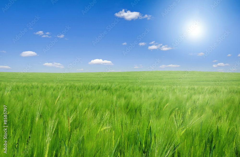 Field of young barley