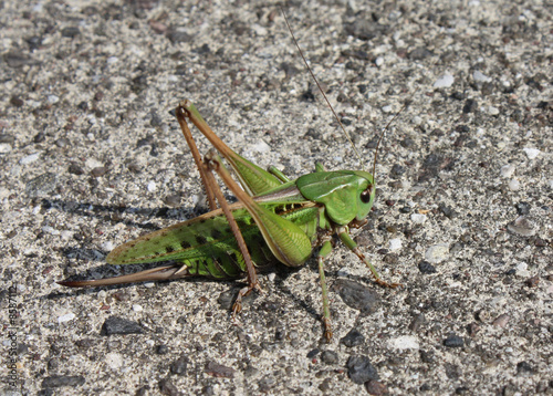 grasshoppers