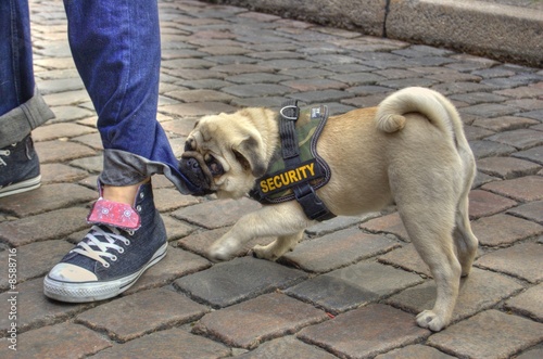 Plakat w ramie security dog