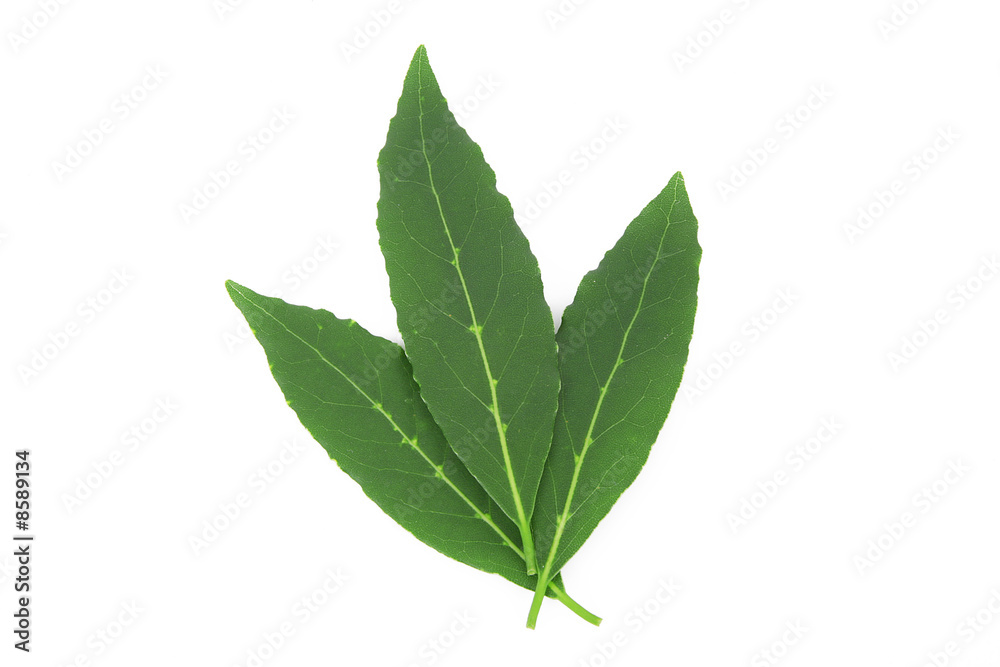 alloro