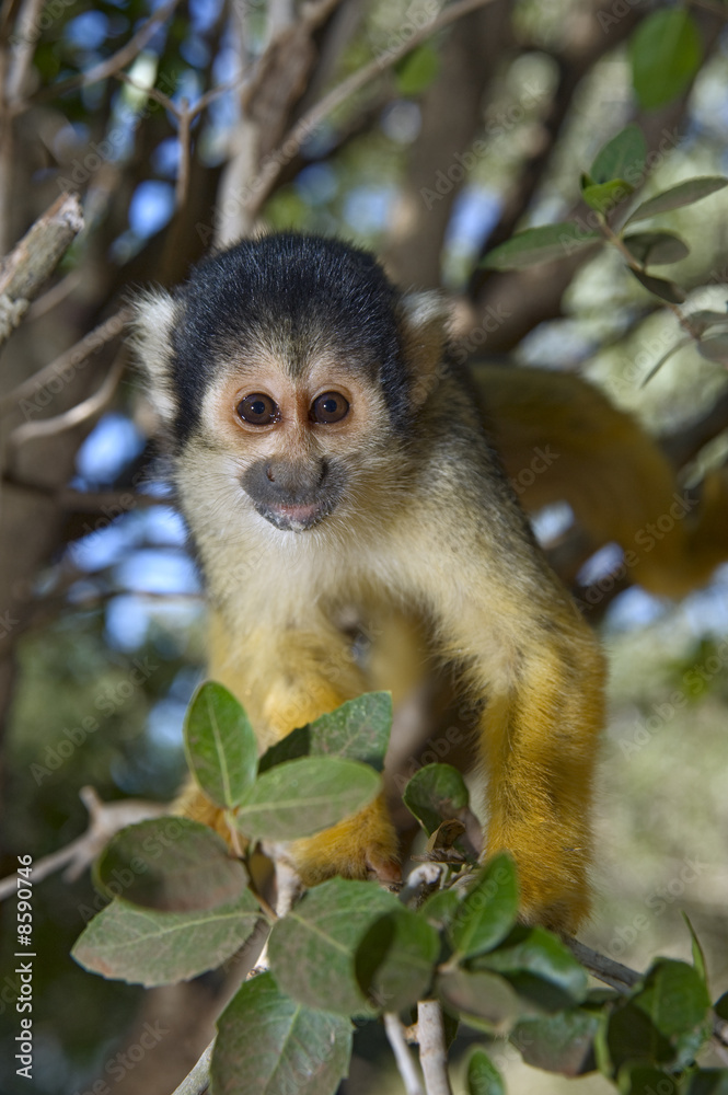 squirrel monkey squirrel monkey