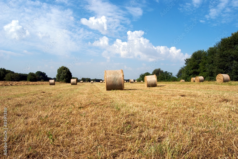Fototapeta premium balle su balle
