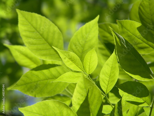 Fotografie Fresh green leaves