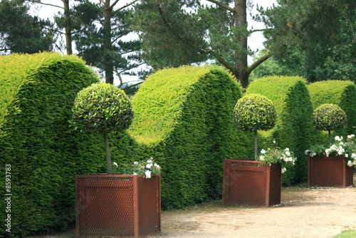 jardin en topière photo