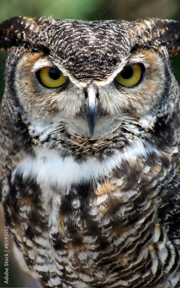 Seriously charming Great Horned Owl