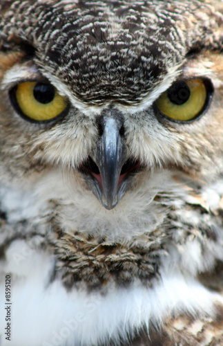 Great Horned Owl Close-up © JLV Image Works