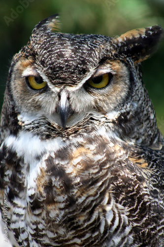Great Horned Owl portrait © JLV Image Works