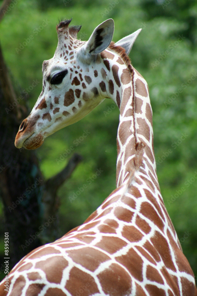 Obraz premium Giraffe portrait
