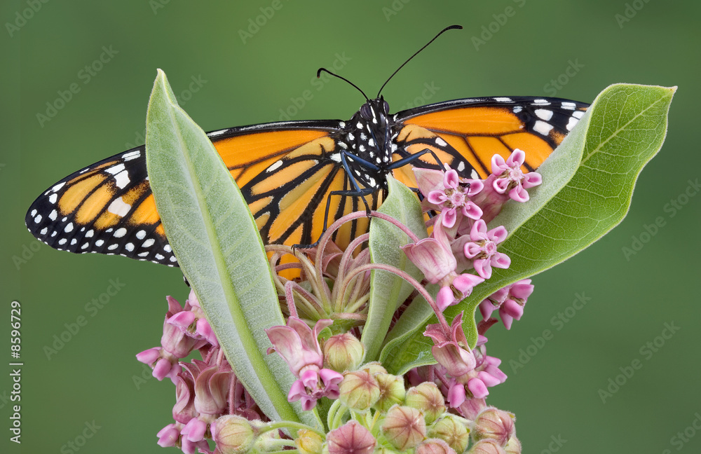 Obraz premium Monarch on flowering milkweed