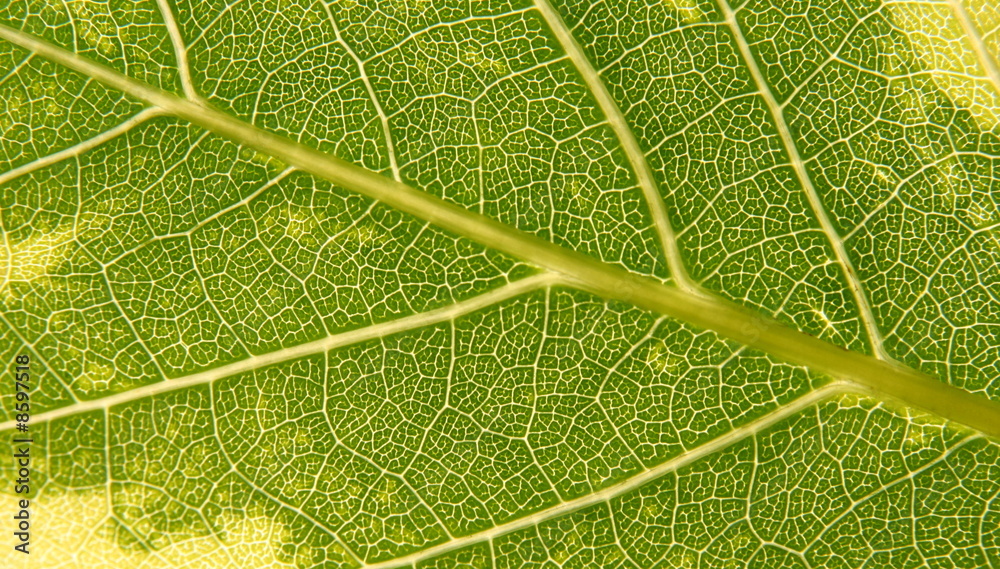 Obraz premium Green leaf texture