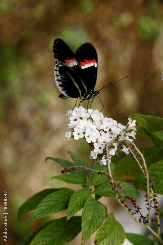 Fototapeta premium SMALL DELICATE BUTERFLY
