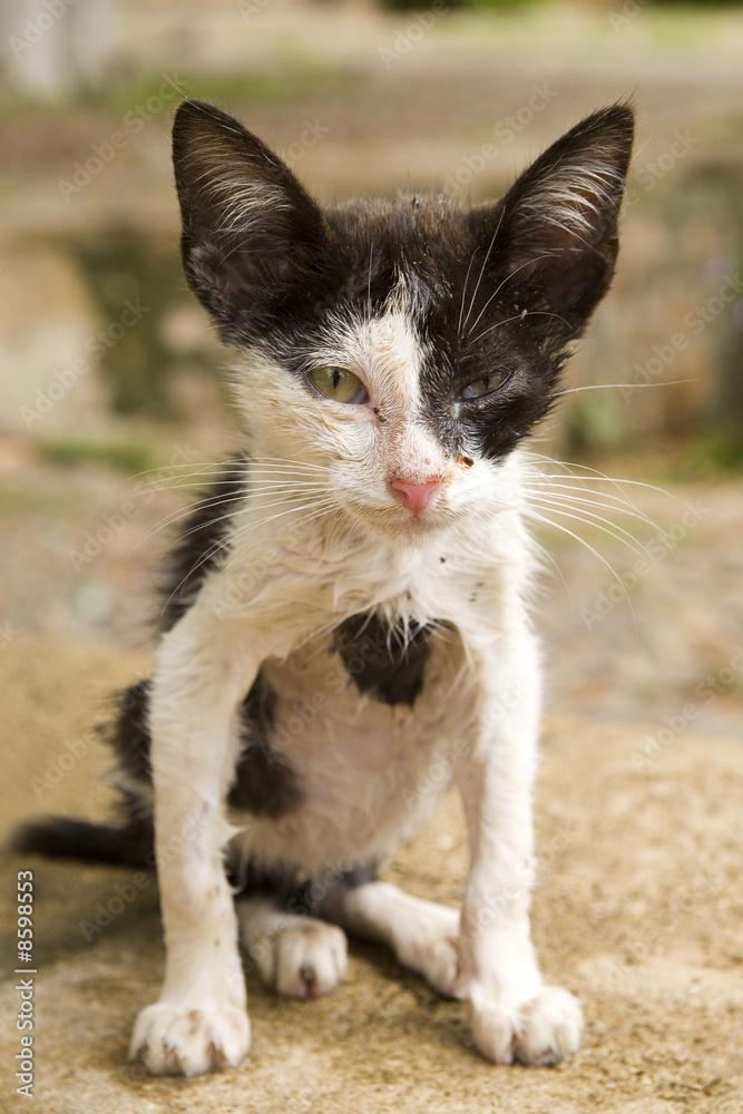 chaton sauvé des eaux