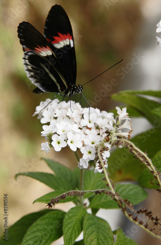 sweet smelling flowers photo