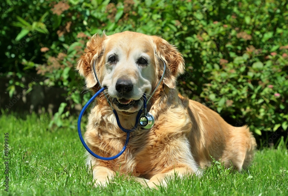 Dog with stethoscope on garden