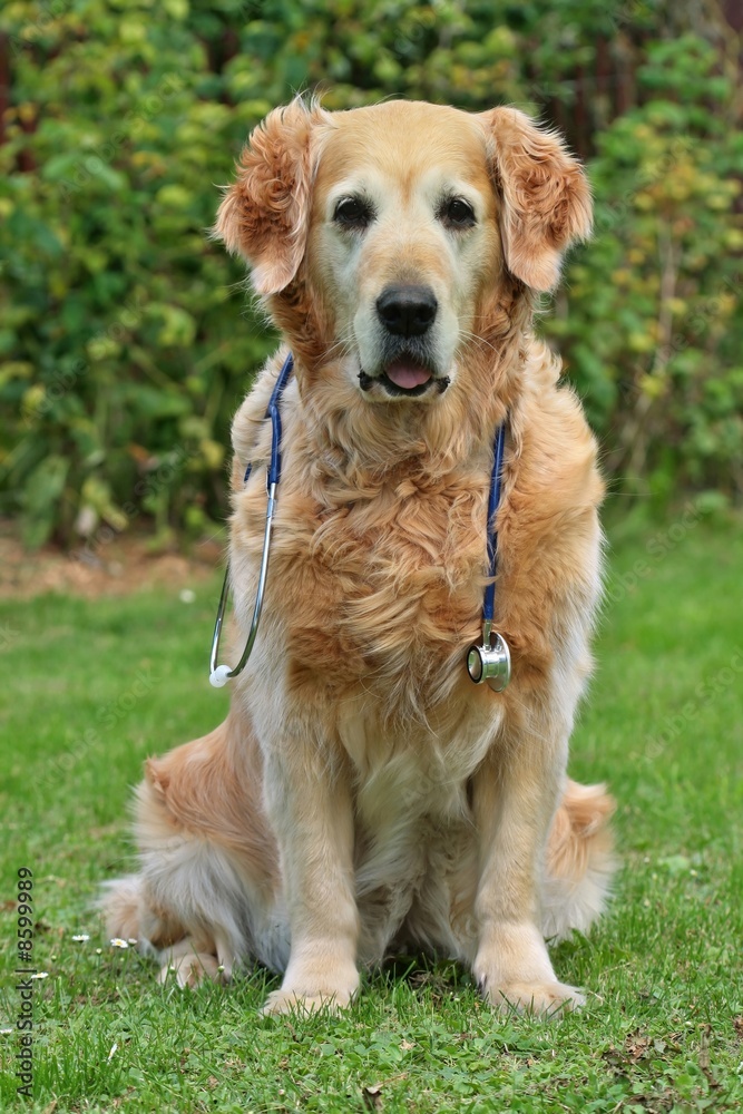 Dog with stethoscope on garden