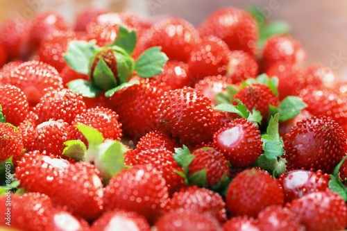 Detail  of red wild strawberry