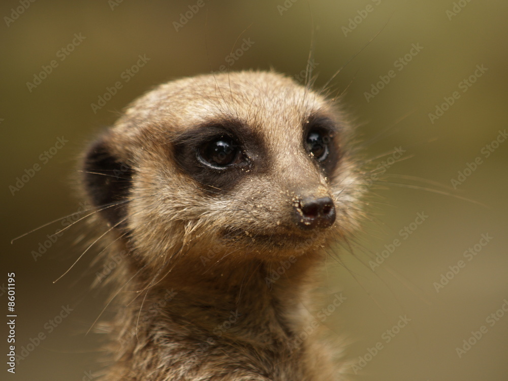 Erdmännchen Erdmännchen