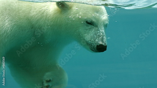 ours polaire en apn  e