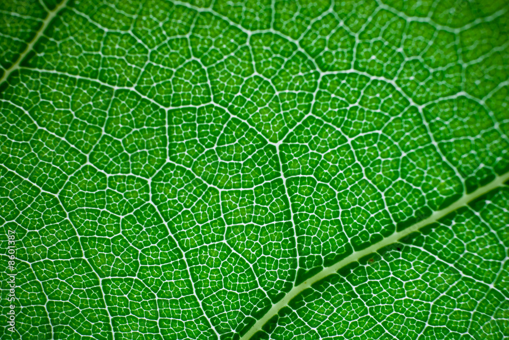 leaf texture leaf texture