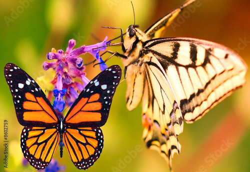 Obraz na płótnie Butterfly