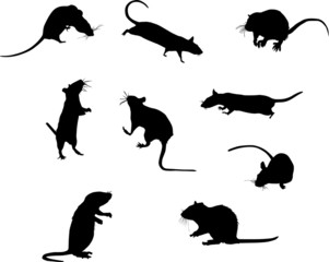 nine rat silhouettes