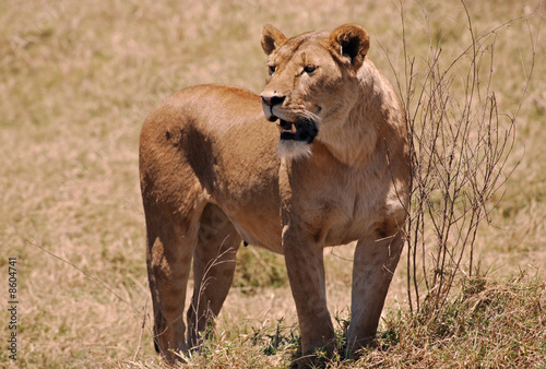 Lion in Ngoro Ngoro N.P. in Tanzania