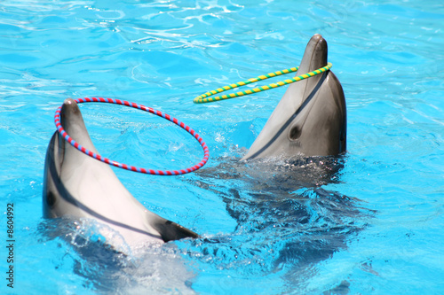 Two nice performing dolphins playing with hoops