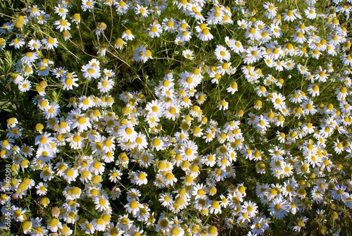camomile
