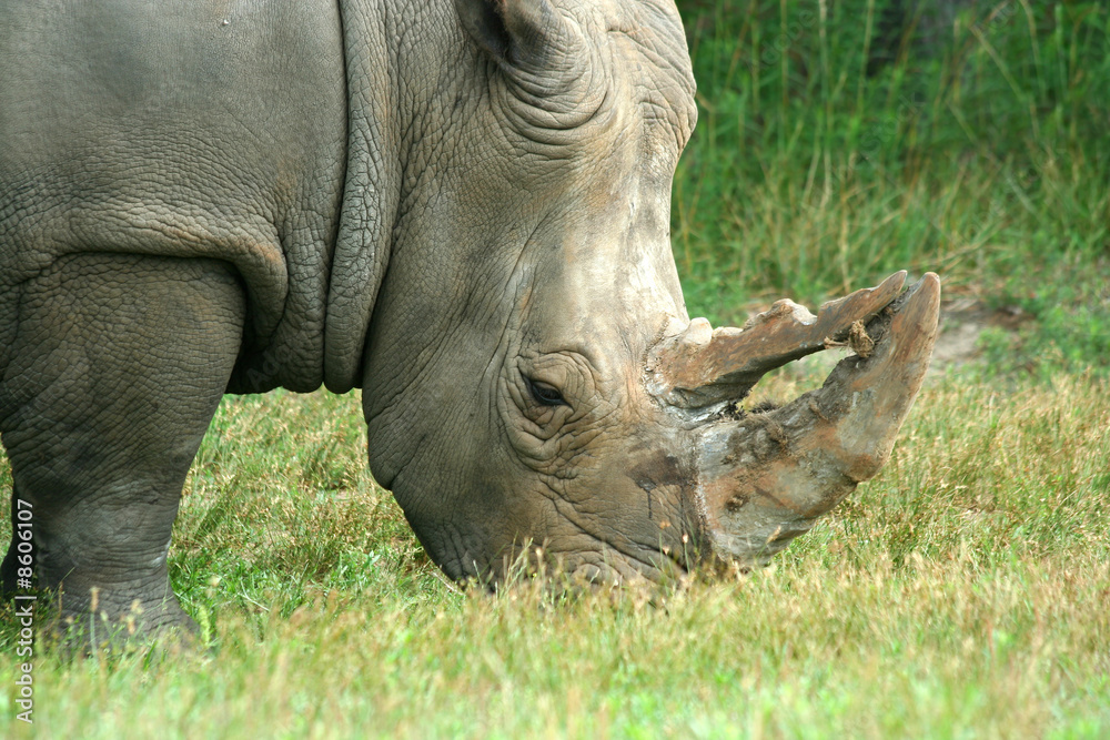 White Rhinoceros eating on the savannah White Rhinoceros eating on the savannah
