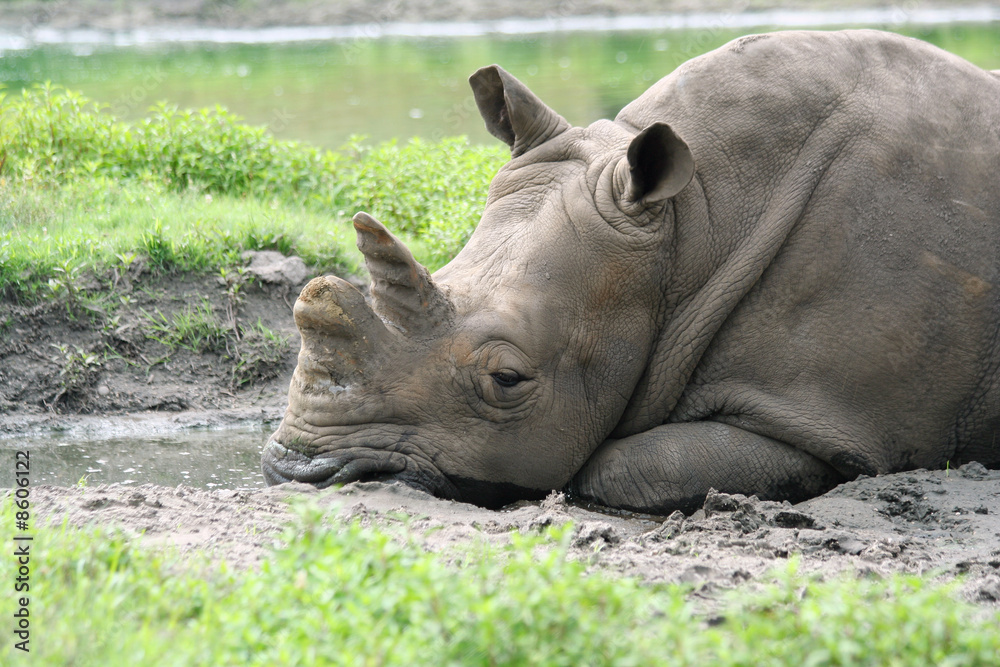 White Rhinoceros relaxin in the mud White Rhinoceros relaxin in the mud