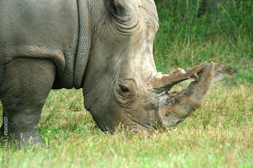 White Rhinoceros eating on the savannah