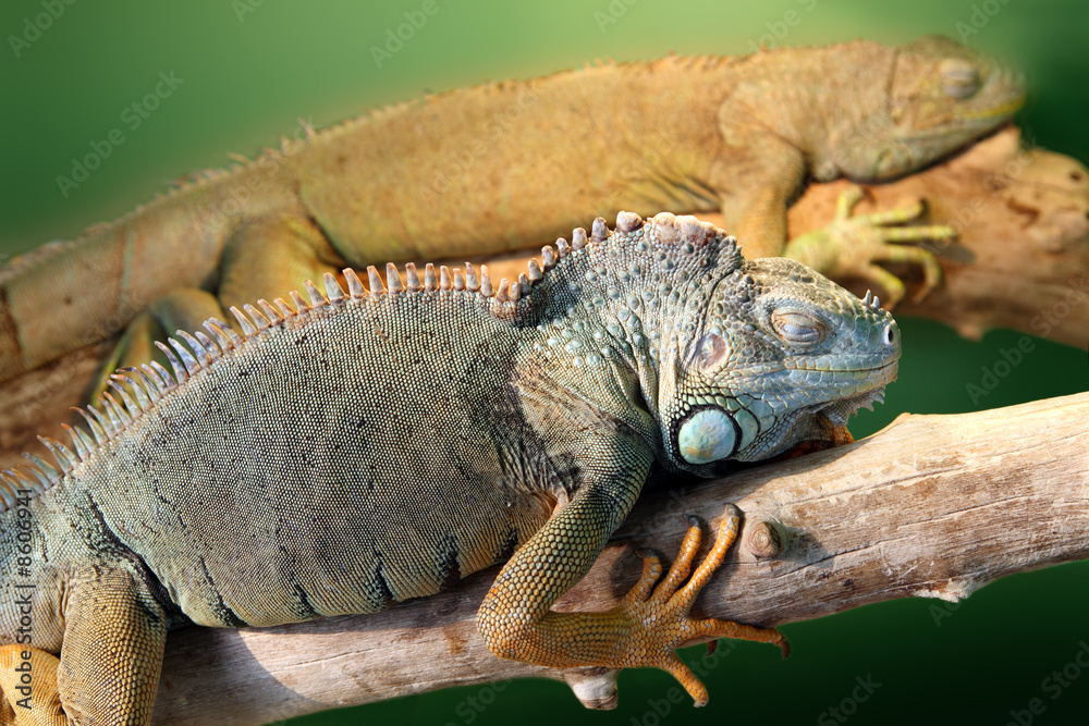 Obraz premium two iguana