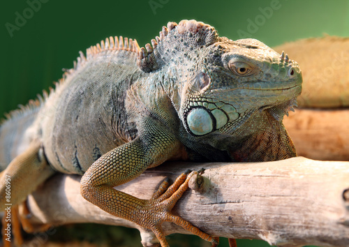 iguana on branch