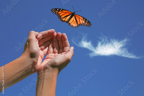 Monarch Butterfly Released