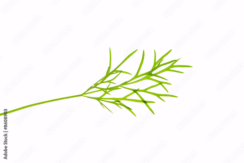 Fototapeta premium fresh dill herb isolated .close up