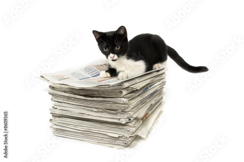 gatto giornali gioco