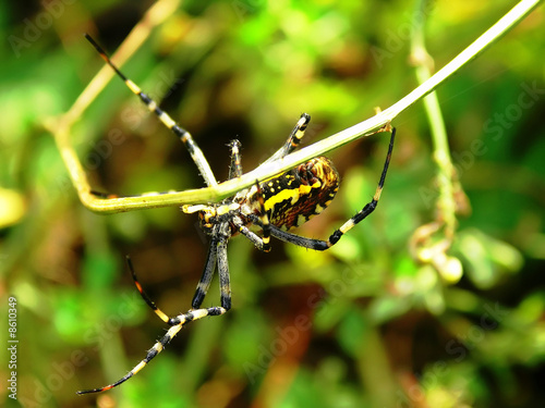 araña photo