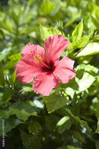 hibiscus