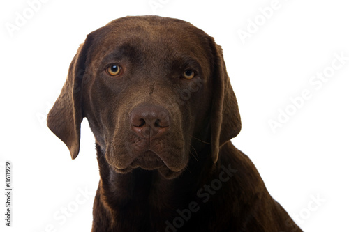 Chocolate Labrador Puppy aged 8 Months