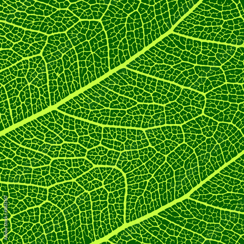 vector leaves macro texture photo