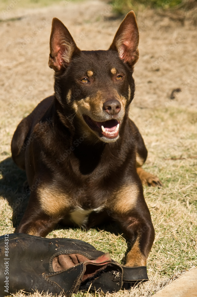 kelpie dog playing with old boot kelpie dog playing with old boot
