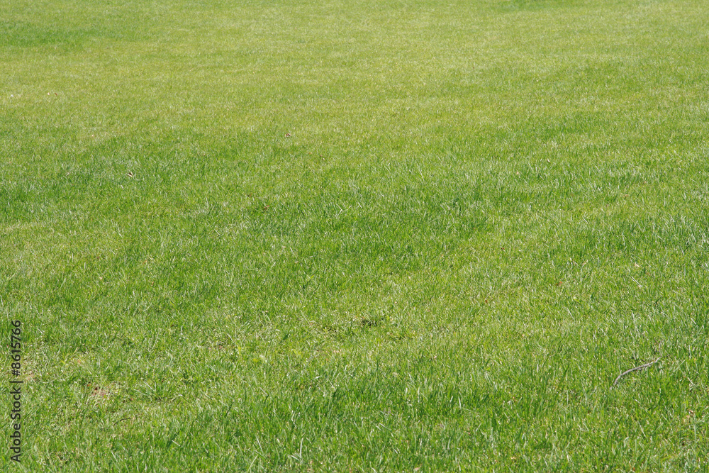 green lawn green lawn