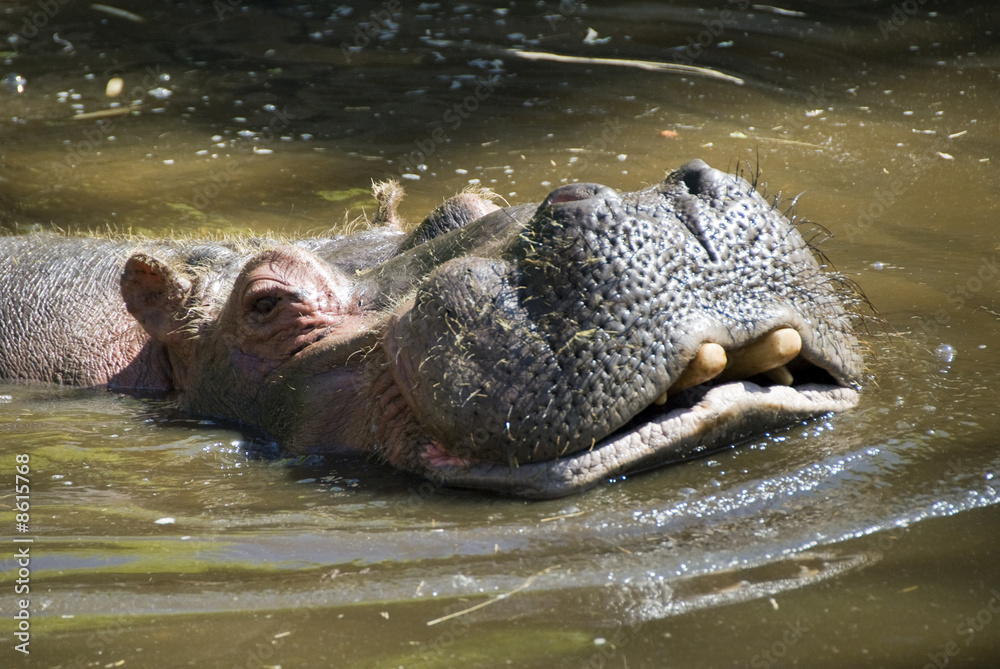 Fototapeta premium hippopotame