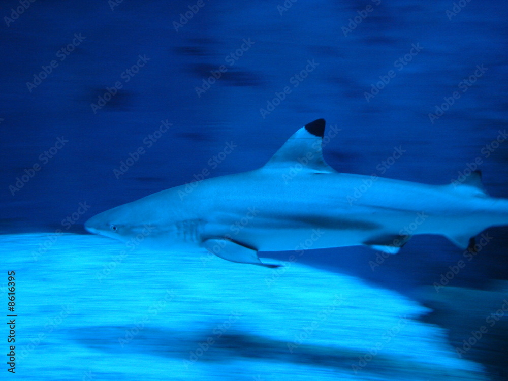 Fototapeta premium Hai