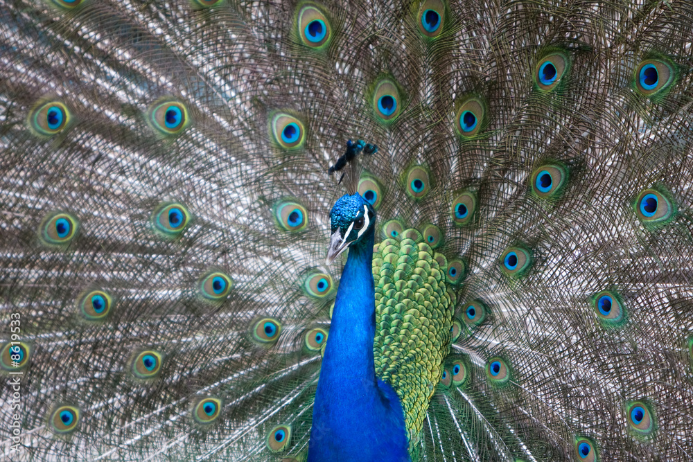 Obraz premium Peacock spreading tail feather