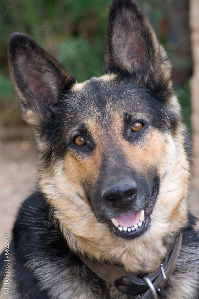 Shepherd Dog