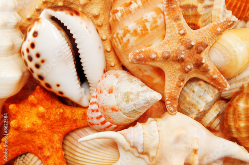 cockleshells