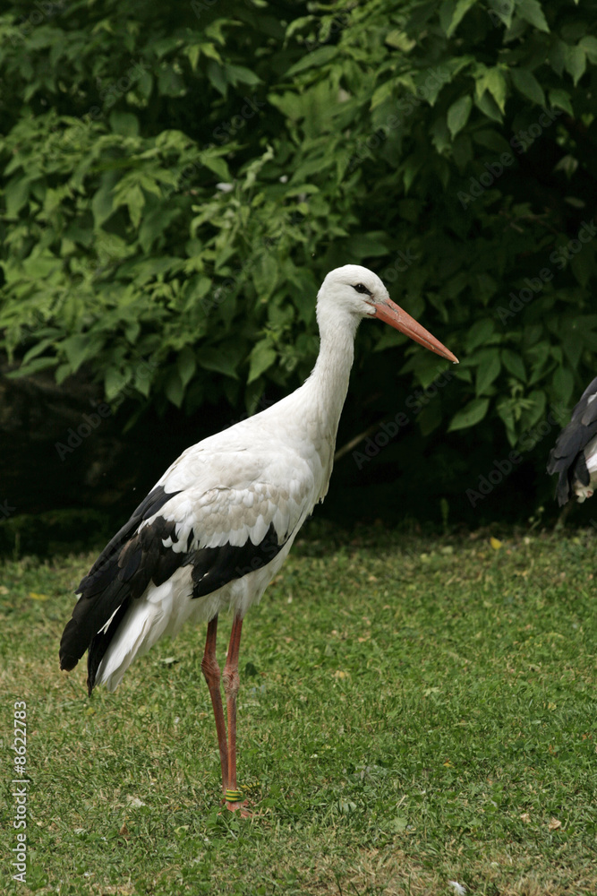 Stork going round the meadow Stork going round the meadow
