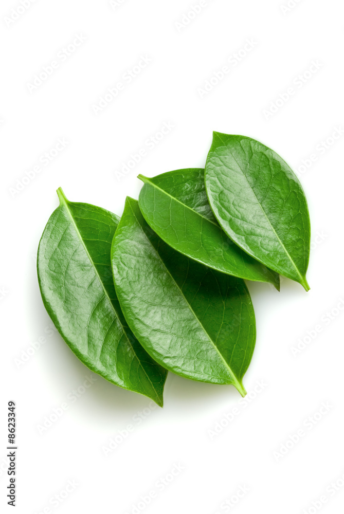 Obraz premium leafs heap