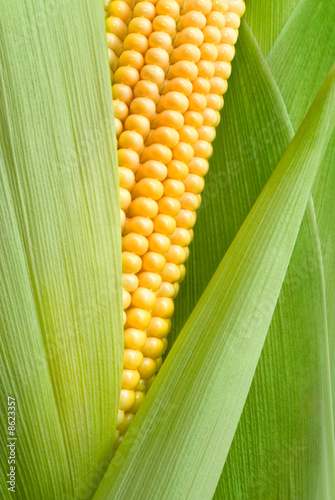 maize detail